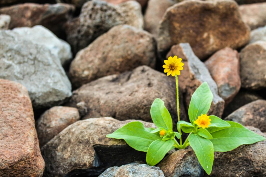 pexels-photo-1028930-1028930 A vibrant yellow flower blooming amidst rugged brown rocks, symbolizing resilience.